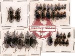 Scientific lot no. 21 Carabidae (32 pcs)