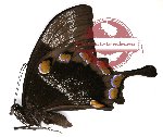 Papilio ulysses ssp. ulysses (5 pcs A-)