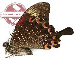 Papilio paris tenggarensis (A-)