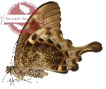 Papilio peranthus ssp. transiens