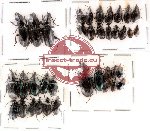 Scientific lot no. 24 Carabidae (37 pcs)