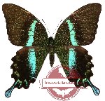 Papilio blumei ssp. fruhstorferi (10 pcs)