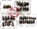 Scientific lot no. 25 Carabidae (52 pcs)