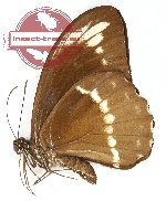 Papilio canopus sumbanus (A-)