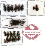 Scientific lot no. 26 Carabidae (20 pcs)