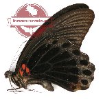 Papilio memnon ssp. ? (A-)