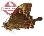 Papilio paris detanii (10 pcs)