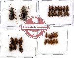 Scientific lot no. 28 Carabidae (31 pcs)