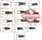 Scientific lot no. 100AB Cerambycidae (Callichromatini) (13 pcs)