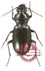 Carabidae sp. 35A