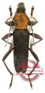 Chlorophorus fulvicollis Aurivillius, 1908 (10 pcs)