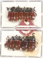 Scientific lot no. 377 Chrysomelidae (10 pcs)