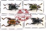 Scientific lot no. 380 Chrysomelidae (4 pcs)