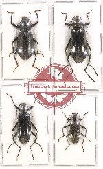 Scientific lot no. 277 Tenebrionidae (4 pcs)