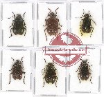 Scientific lot no. 387 Chrysomelidae (6 pcs)