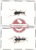 Scientific lot no. 59 Cicindelidae (2 pcs)