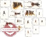 Scientific lot no. 14CC Formicidae (27 pcs)