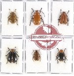 Scientific lot no. 406 Chrysomelidae (6 pcs)