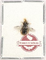 Hymenoptera sp. 119 (5 pcs)