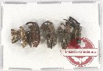 Scientific lot no. 482 Curculionidae (5 pcs)
