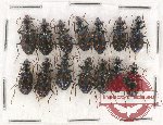 Scientific lot no. 472 Carabidae (14 pcs)