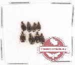 Scientific lot no. 491 Carabidae (8 pcs)