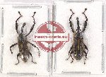 Scientific lot no. 485 Curculionidae (2 pcs)