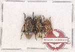 Scientific lot no. 250 Cerambycidae (3 pcs)