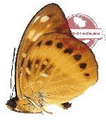 Lexias aeropa ssp. aeropa