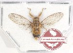 Cicadidae sp. 47 (SPREAD) (5 pcs A-/A2)