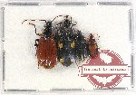 Scientific lot no. 523 Carabidae (4 pcs)