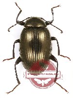 Tenebrionidae sp. 96