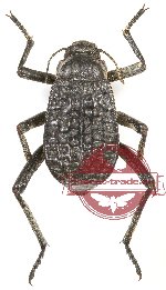 Tenebrionidae sp. 94 (A2)
