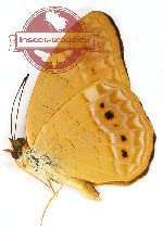 Phalanta alcippe cervina (A-)