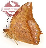 Charaxes affinis affinis