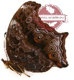 Rhinopalpa polynice megalonice (A-)