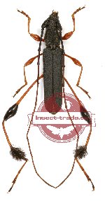 Cerambycidae sp. 54