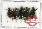 Scientific lot no. 574 Carabidae (5 pcs)