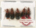Scientific lot no. 561 Carabidae (5 pcs)