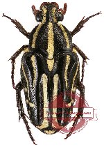 Ixorida (Mecinonota) venerea ssp. venerea (5 pcs)