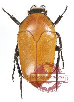 Lomaptera submontana Jákl, 2022 (A2)