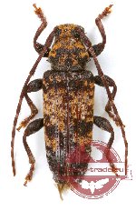 Pseudoterinaea bicoloripes
