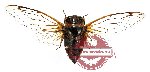 Cicada sp. 3 (SPREAD) (A2)
