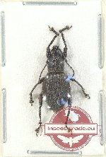 Curculionidae sp. 111