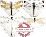 Scientific lot no. 1 Odonata rare (4 pcs) (1pc A2)