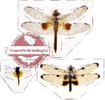 Scientific lot no. 4 Odonata rare (3 pcs)