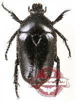 Dilochrosis nigerrima