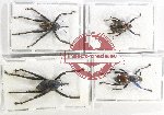 Scientific lot no. 696 Curculionidae (4 pcs - 1 pc A2)