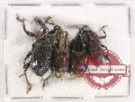 Scientific lot no. 690 Curculionidae (4 pcs)