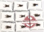 Scientific lot no. 259 Cerambycidae (9 pcs A-, A2)